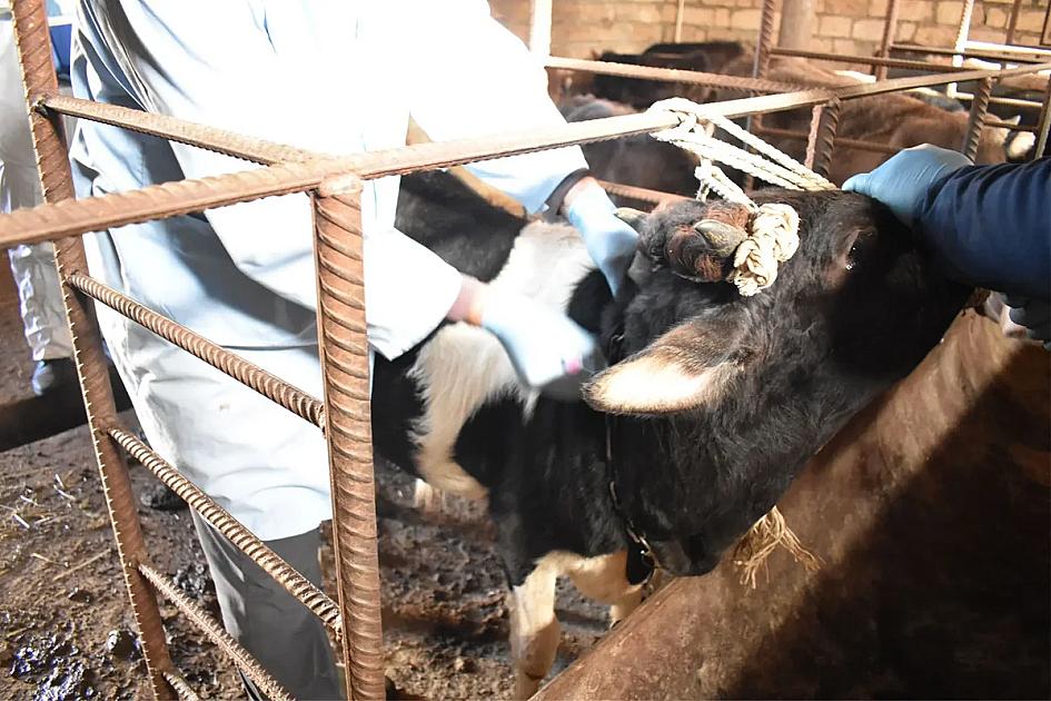 Ölmüş heyvanların utilizasiyası üzrə müəssisələr yaradılacaq