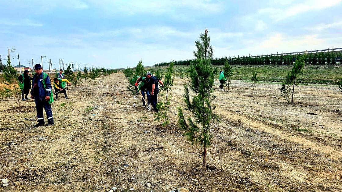 DEEA tərəfidən yaşıllıq zonasının salınması üzrə ağacəkmə aksiyası keçirilib