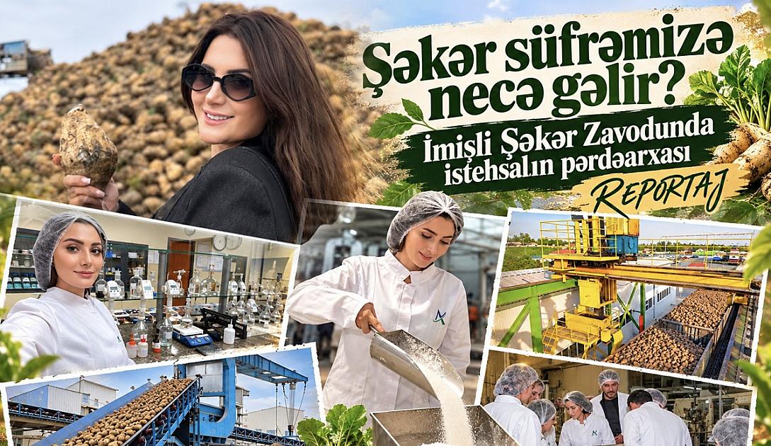 Şəkər süfrəmizə necə gəlir? İmişli Şəkər Zavodunda istehsalın pərdəarxası – REPORTAJ - 