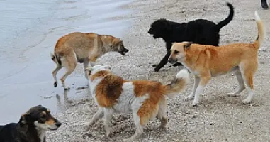 Şəkidə sahibsiz it iki nəfərə 