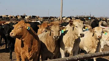 Heyvanlar arasında yayılan dabaq infeksiyası ilə bağlı