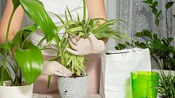 Əsəbləri sakitləşdirməyə kömək edən ən yaxşı 