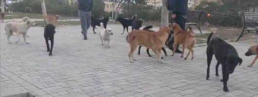 Masazırda məktəblilər küçə itlərinin hücumuna məruz qalır – 