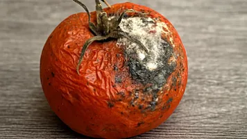 Çürümüş pomidorları zibilə atmayın
