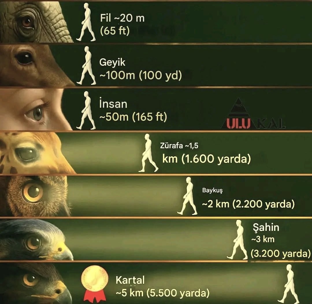 Heyvanlar insanı nə qədər uzaqdan tanıya bilir?-