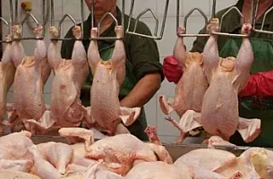 “Kənd toyuğu” adıyla satılan rənglənmiş toyuqları necə ayırd etmək olar? –