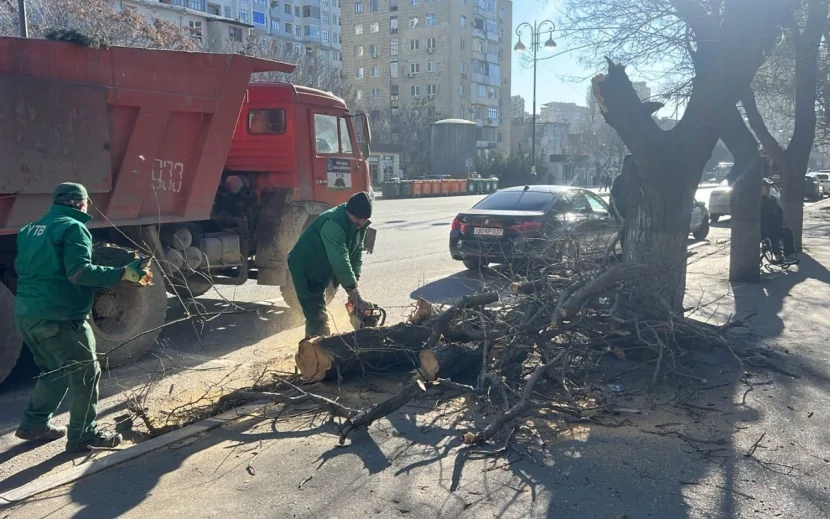 Bakıda güclü külək nəticəsində 8 ağac 
