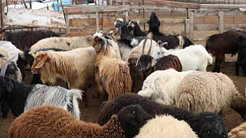 Heyvan bazarlarında fəaliyyətlər nə zaman bərpa olunacaq? -