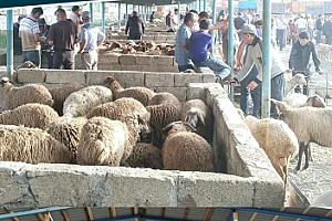 Bu rayonlarda heyvan satışı bazarları açıldı