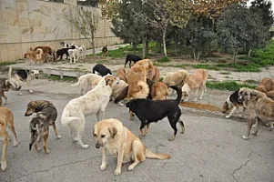 Sahibsiz it sürüsü evə hücum etdi