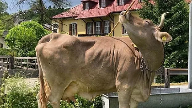 Dünyanın ən ağıllı inəyi: 