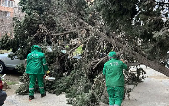 Bakıdakı güclü küləkdə 19 ağac qırıldı - Fotolar