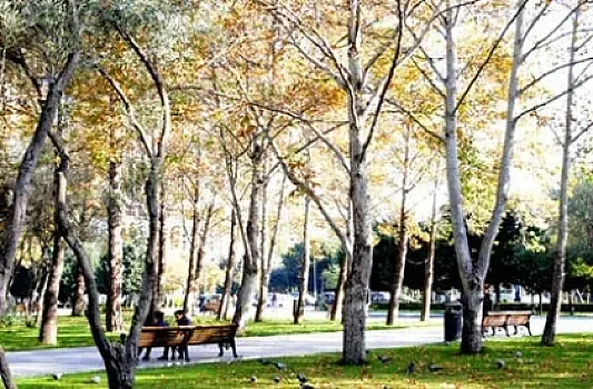 Bulvarda 17 ağac qanunsuz kəsildi