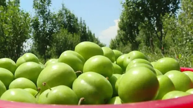 Alça bağlarında dəhşətli xəstəlik yayıldı -