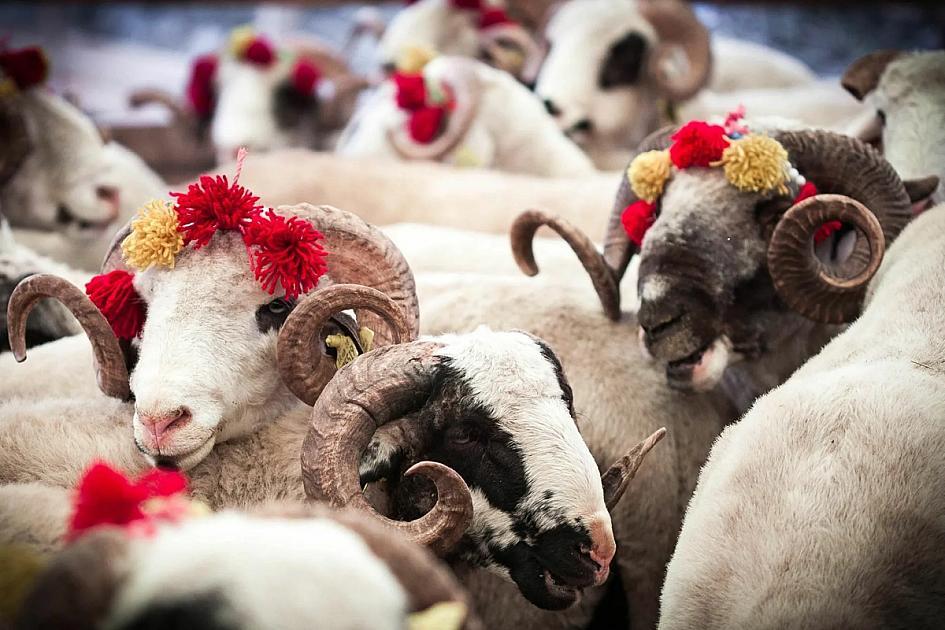 Qurban bayramında ətin qiyməti belə dəyişəcək 