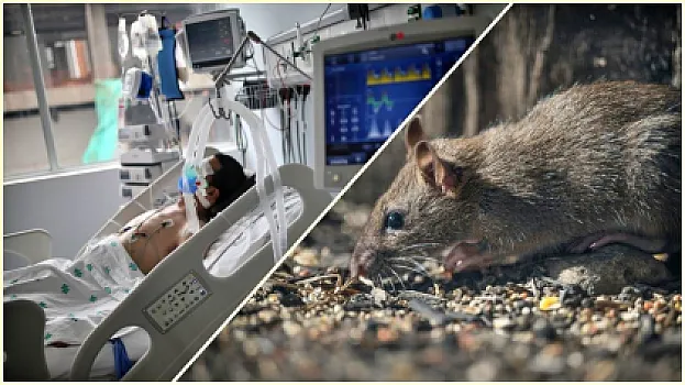  Hantavirus nədir və necə yayılır? – 