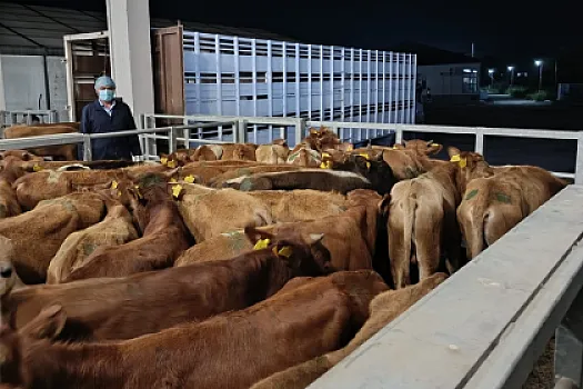 Gürcüstandan ölkəmizə heyvan idxalının qarşısı 