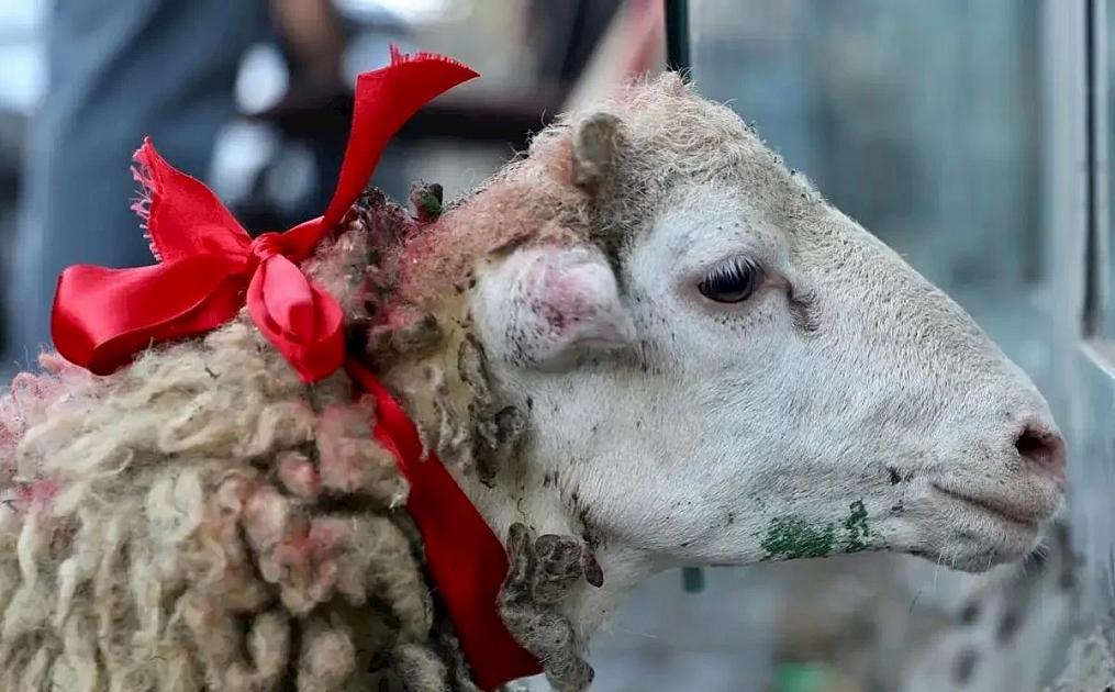 Qurbanı bu formada kəsənlər savabdan çox günah qazanır 