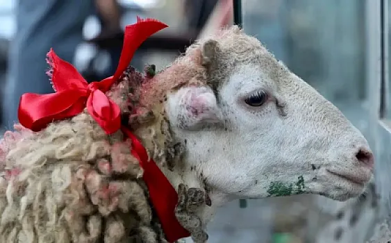 Qurbanı bu formada kəsənlər savabdan çox günah qazanır 