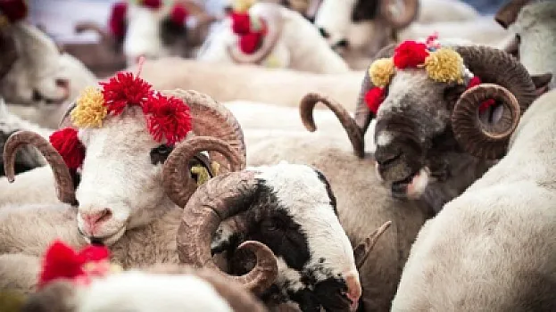 Qurban bayramı ilə bağlı heyvan kəsiminə nəzarət