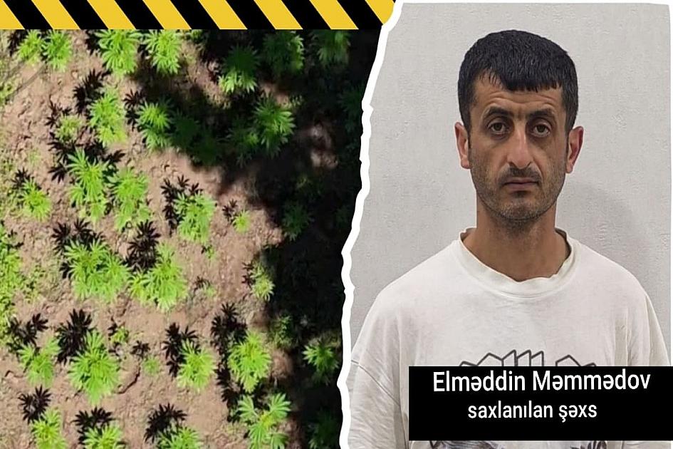 Hirkan Milli Parkında narkoplantasiya 
