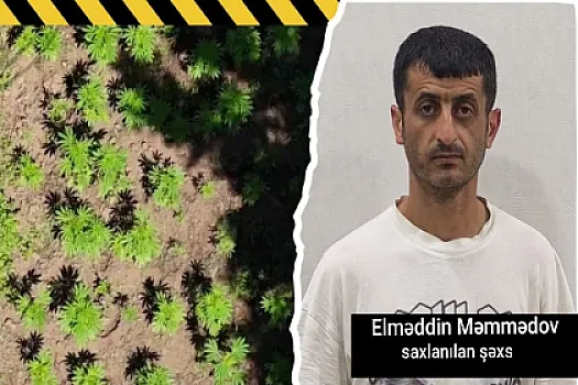 Hirkan Milli Parkında narkoplantasiya 