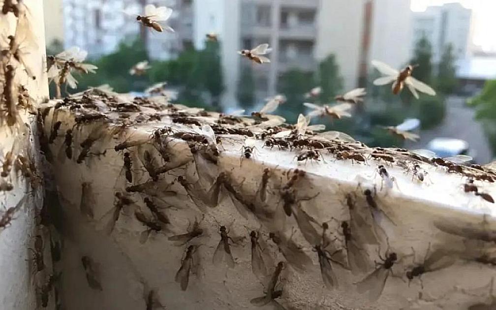 Bakıda uçan qarışqalar niyə çoxalıb? - 