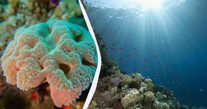 Planeti istiləşmədən qoruyan okean özü kritik dərəcədə isinib
