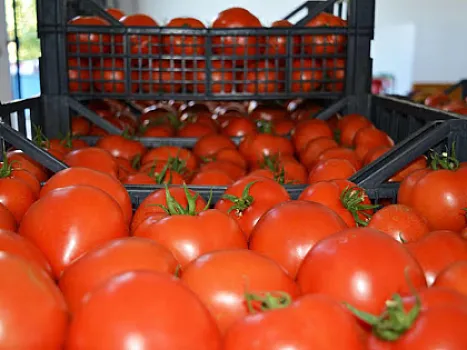 Kilosu 20 qəpiklik pomidor Bakıda niyə 2 manata satılır?