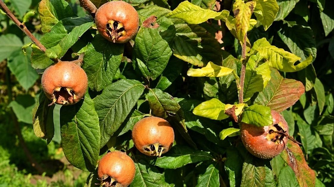 Bir vaxtlar hamının süfrəsində var idi -