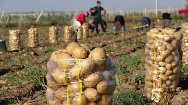 Azərbaycan kartofdan milyonlar qazandı -