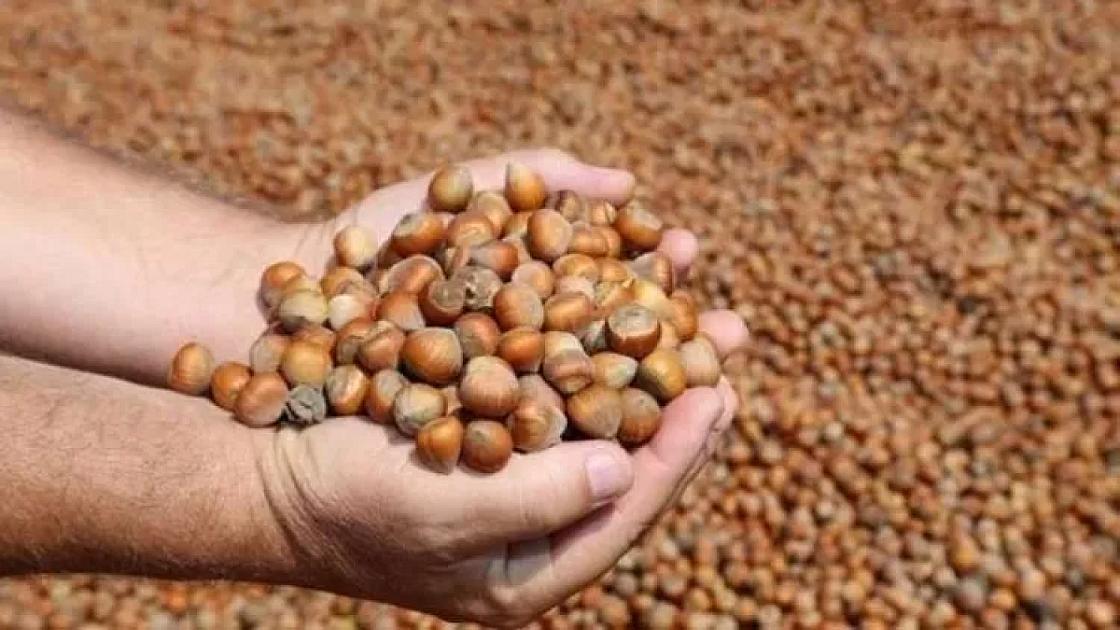 Fındığın 1 kiloqramı 19 manata çatıb? 