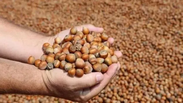 Fındığın 1 kiloqramı 19 manata çatıb? 