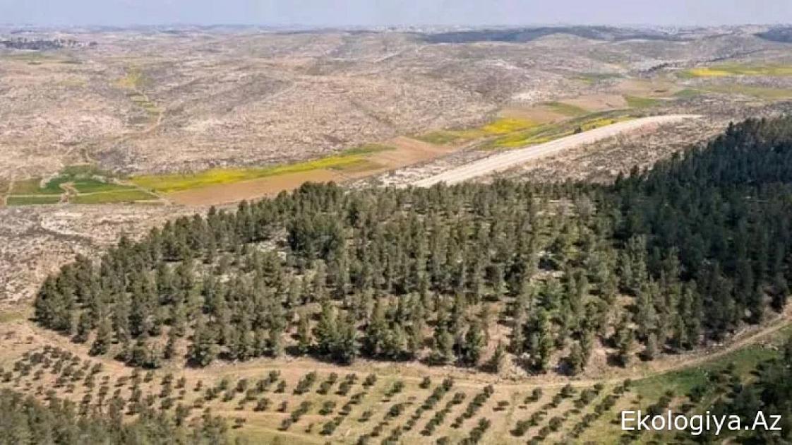 Səhraya 4 milyon ağac əkdilər, 65 il sonra gözlənilməz nəticə ortaya çıxdı -FOTO